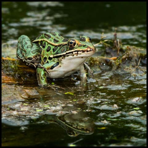 Northern Leopard Frog