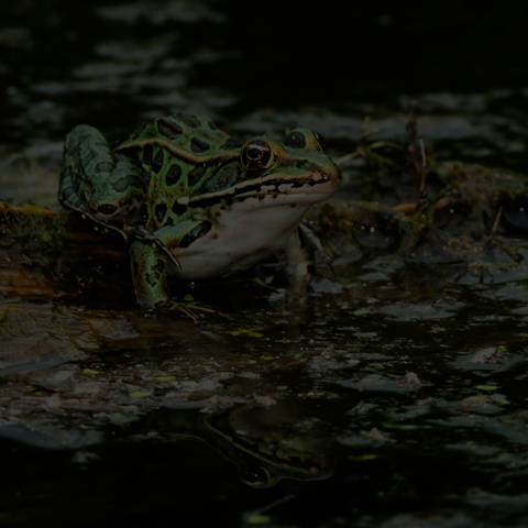 Northern Leopard Frog