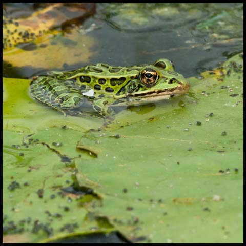 Northern Leopard Frog