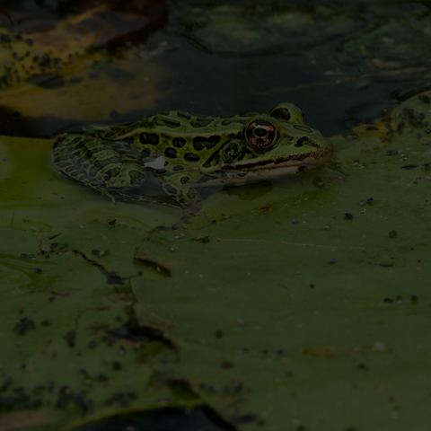 Northern Leopard Frog