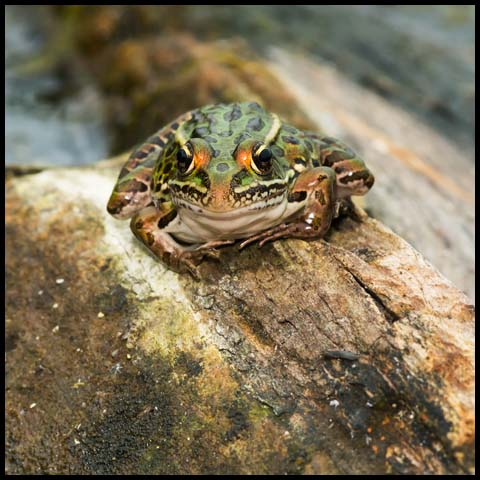 Northern Leopard Frog