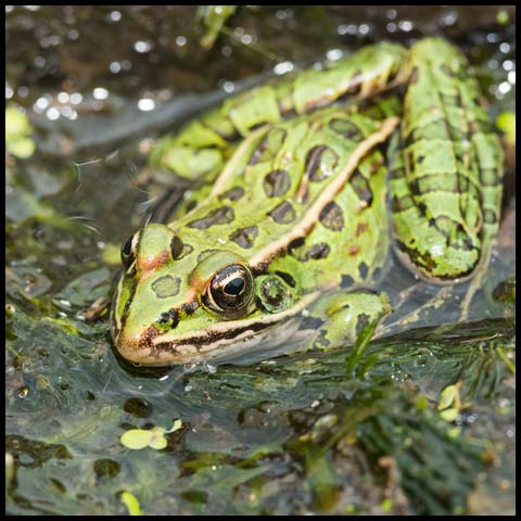 Northern Leopard Frog