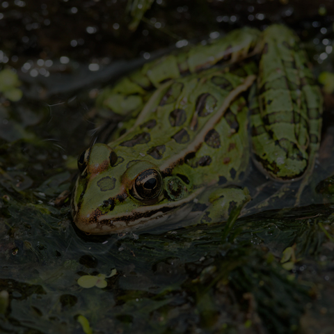 Northern Leopard Frog