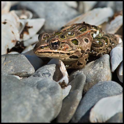 Northern Leopard Frog