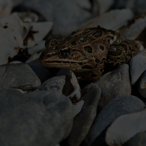 Northern Leopard Frog