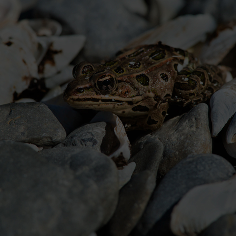 Northern Leopard Frog