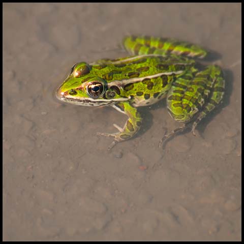 Northern Leopard Frog