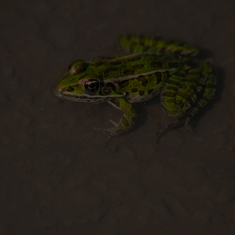 Northern Leopard Frog