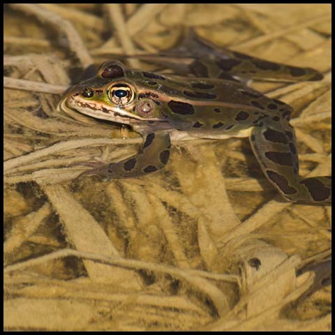 Northern Leopard Frog