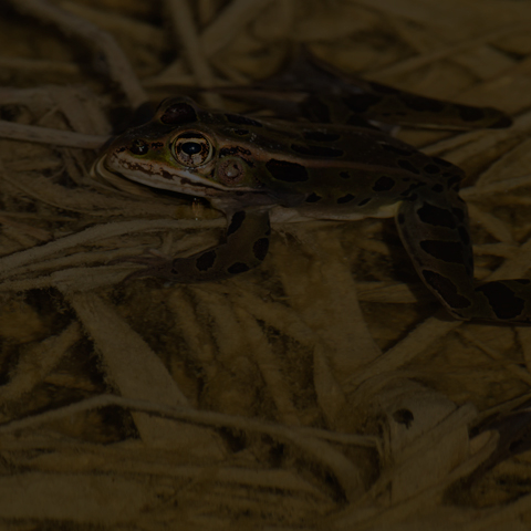 Northern Leopard Frog