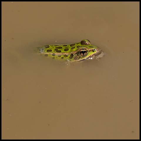 Northern Leopard Frog