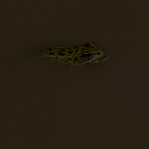 Northern Leopard Frog