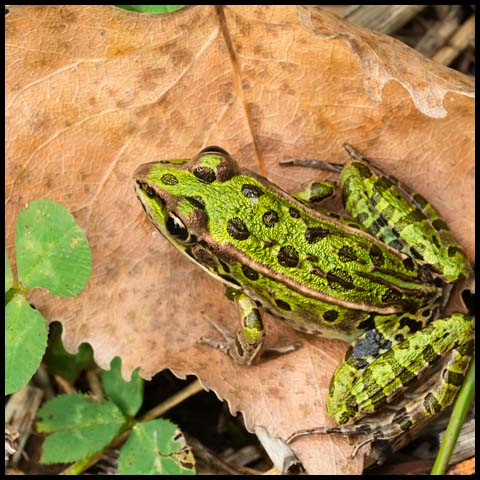 Northern Leopard Frog