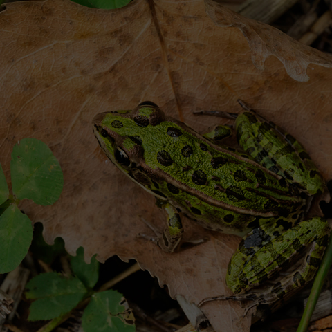 Northern Leopard Frog