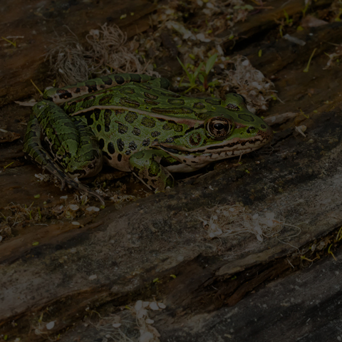 Northern Leopard Frog