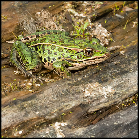 Northern Leopard Frog