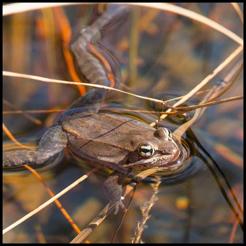 Wood Frog