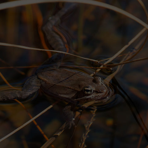 Wood Frog