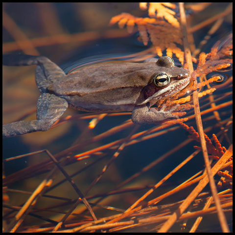 Wood Frog