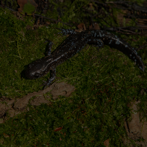 Blue-spotted Salamander