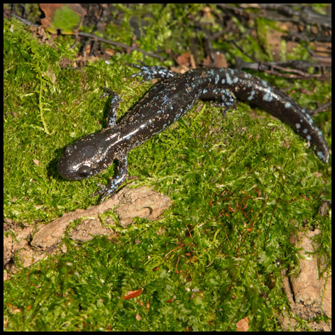 Blue-spotted Salamander