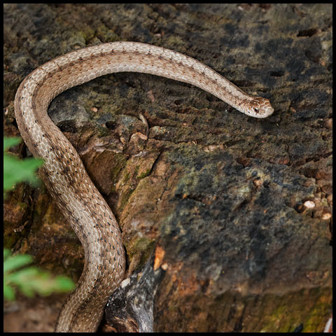 Dekay's Brownsnake