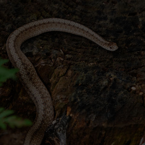 Dekay's Brownsnake