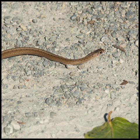 Dekay's Brownsnake