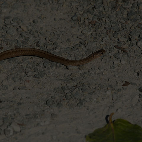 Dekay's Brownsnake