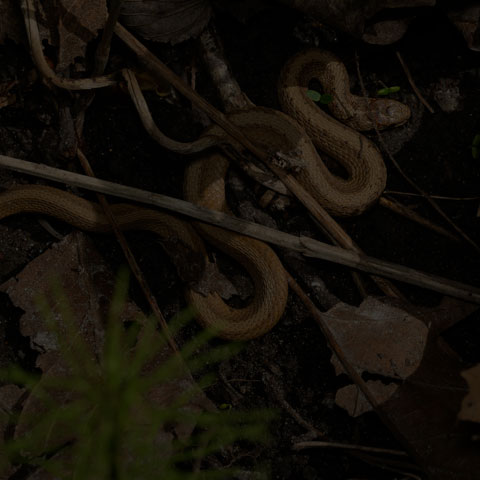 Dekay's Brownsnake