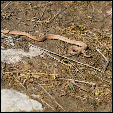 Dekay's Brownsnake