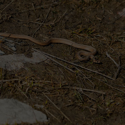 Dekay's Brownsnake