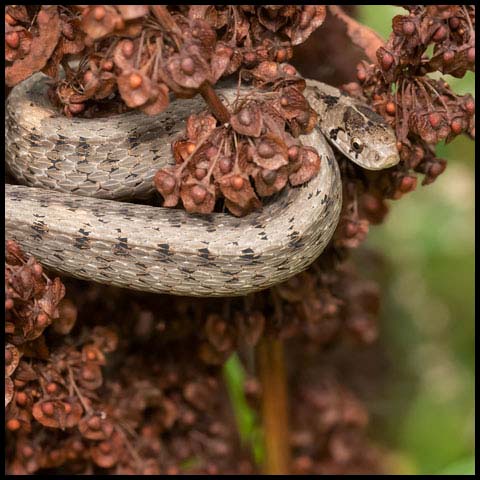 Dekay's Brownsnake