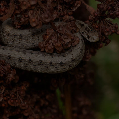 Dekay's Brownsnake