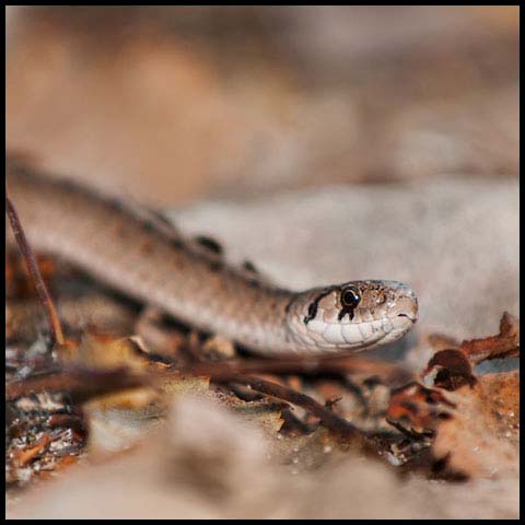 Dekay's Brownsnake