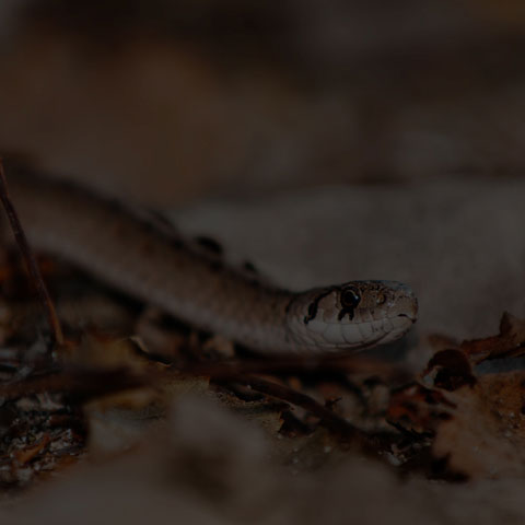 Dekay's Brownsnake