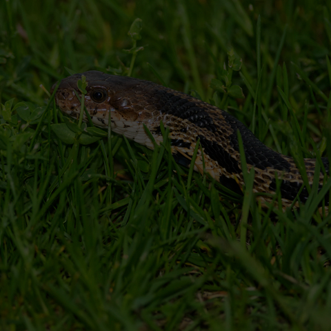 Eastern Fox Snake