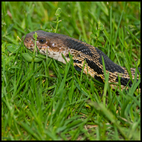 Eastern Fox Snake