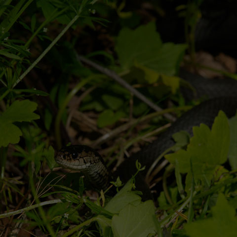 Common Garter Snake