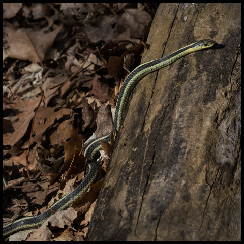 Common Garter Snake