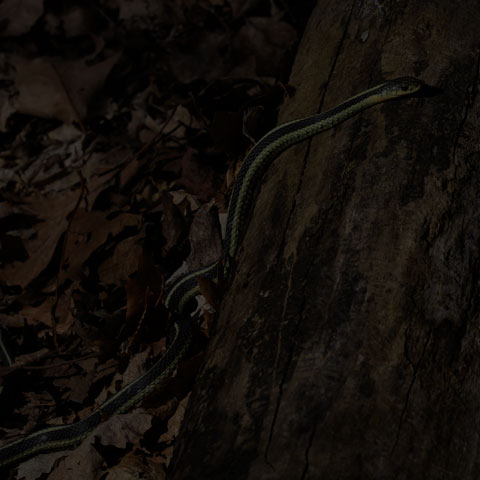 Common Garter Snake