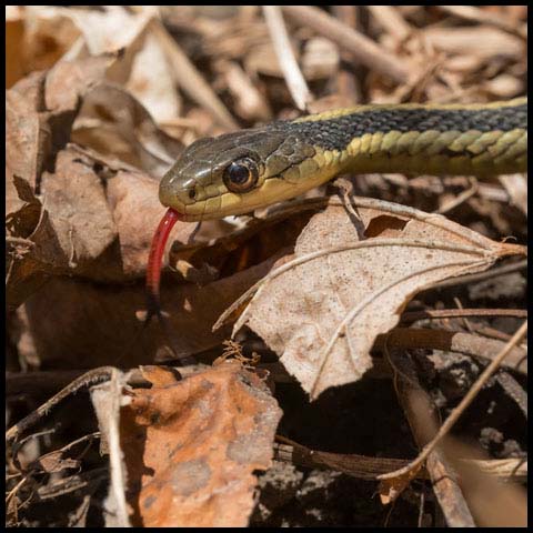 Common Garter Snake