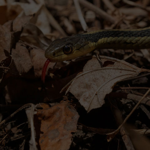 Common Garter Snake