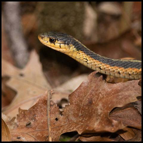 Common Garter Snake