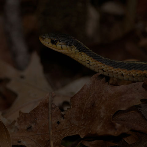 Common Garter Snake