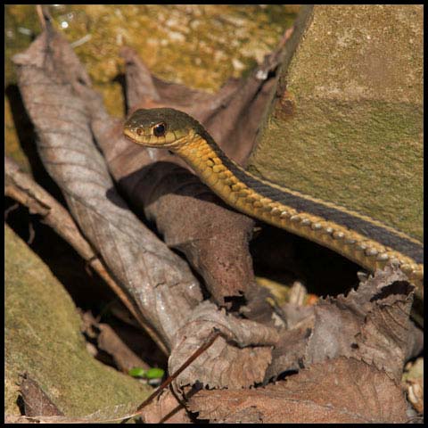 Common Garter Snake