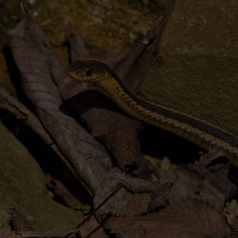 Common Garter Snake