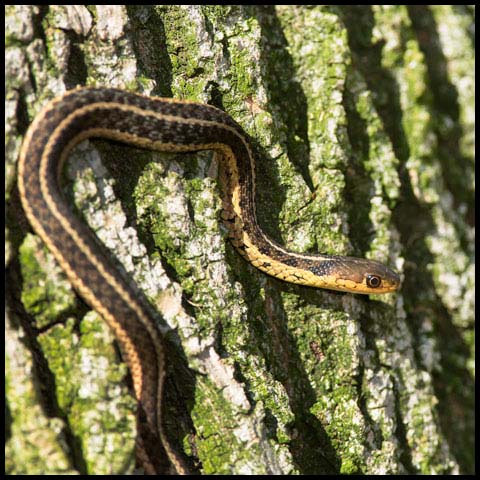 Common Garter Snake