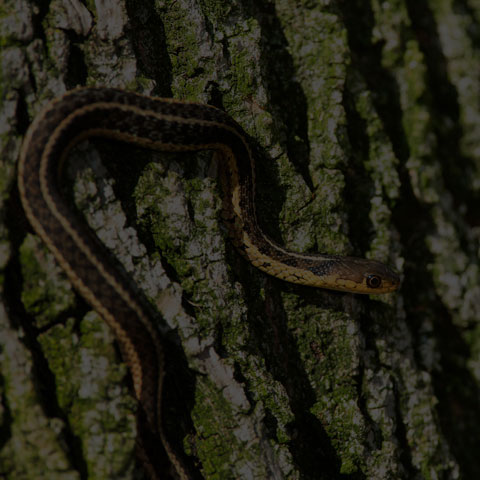 Common Garter Snake