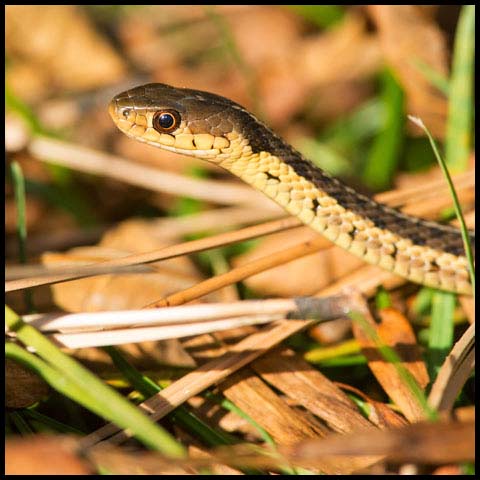 Common Garter Snake